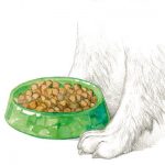 Alimentazione Animale - Feed and Pet food