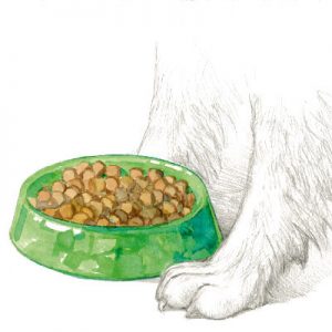 Alimentazione Animale - Feed and Pet food